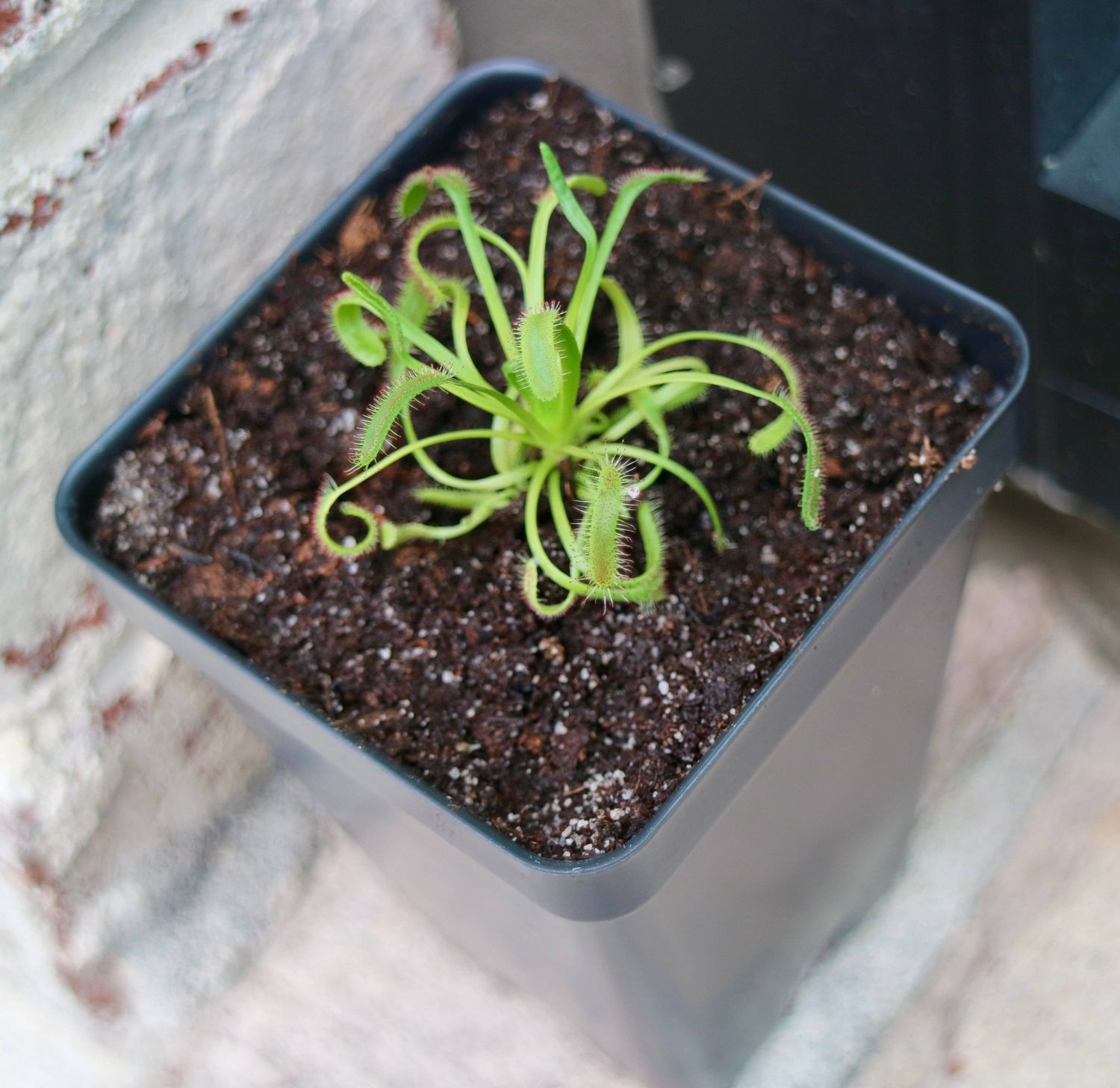 Cape Sundew in Natural Soil – Gnat-Eating Carnivorous Plant