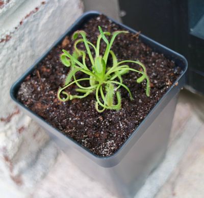 Cape Sundew in Natural Soil – Gnat-Eating Carnivorous Plant