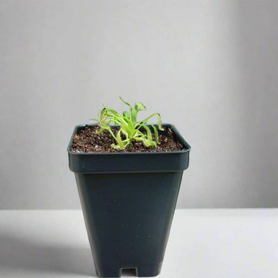 Cape Sundew in Natural Soil – Gnat-Eating Carnivorous Plant