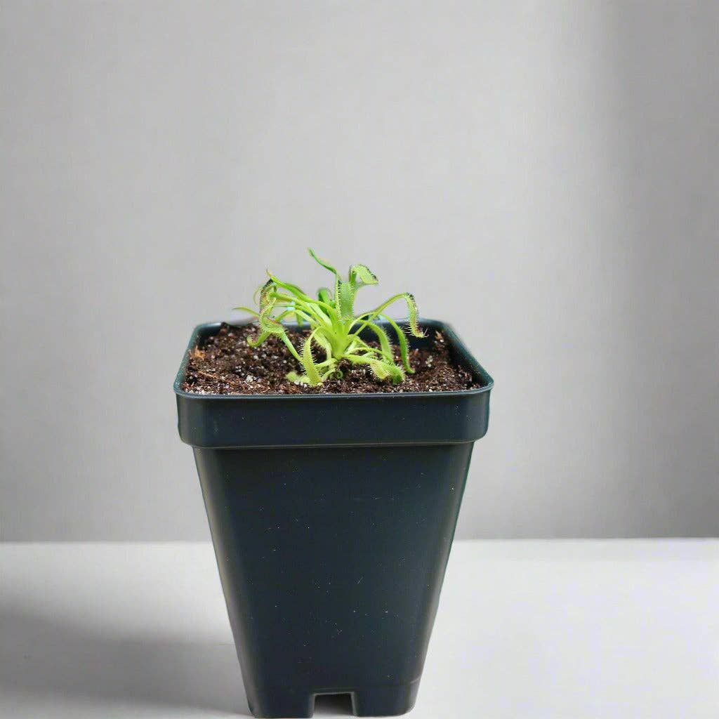 Cape Sundew in Natural Soil – Gnat-Eating Carnivorous Plant