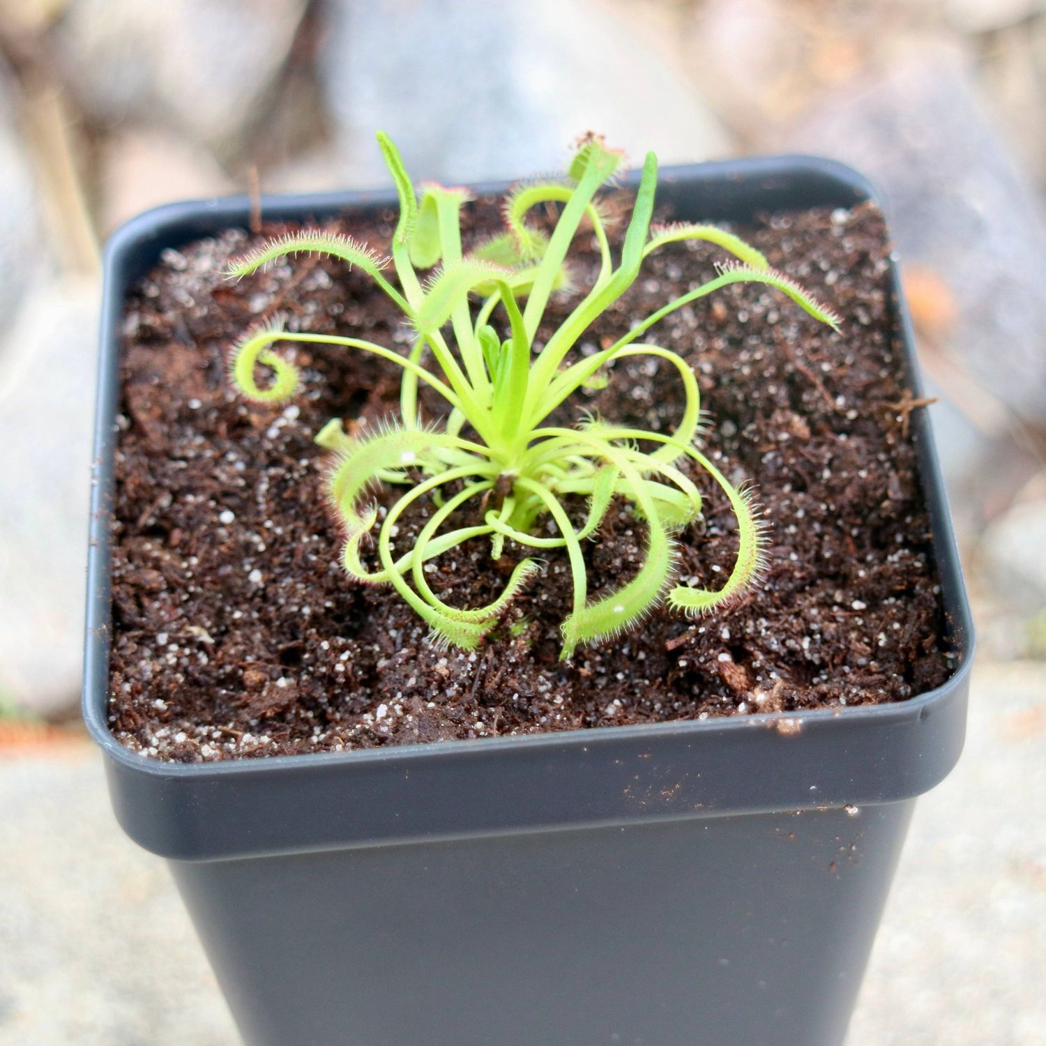 Cape Sundew in Natural Soil – Gnat-Eating Carnivorous Plant