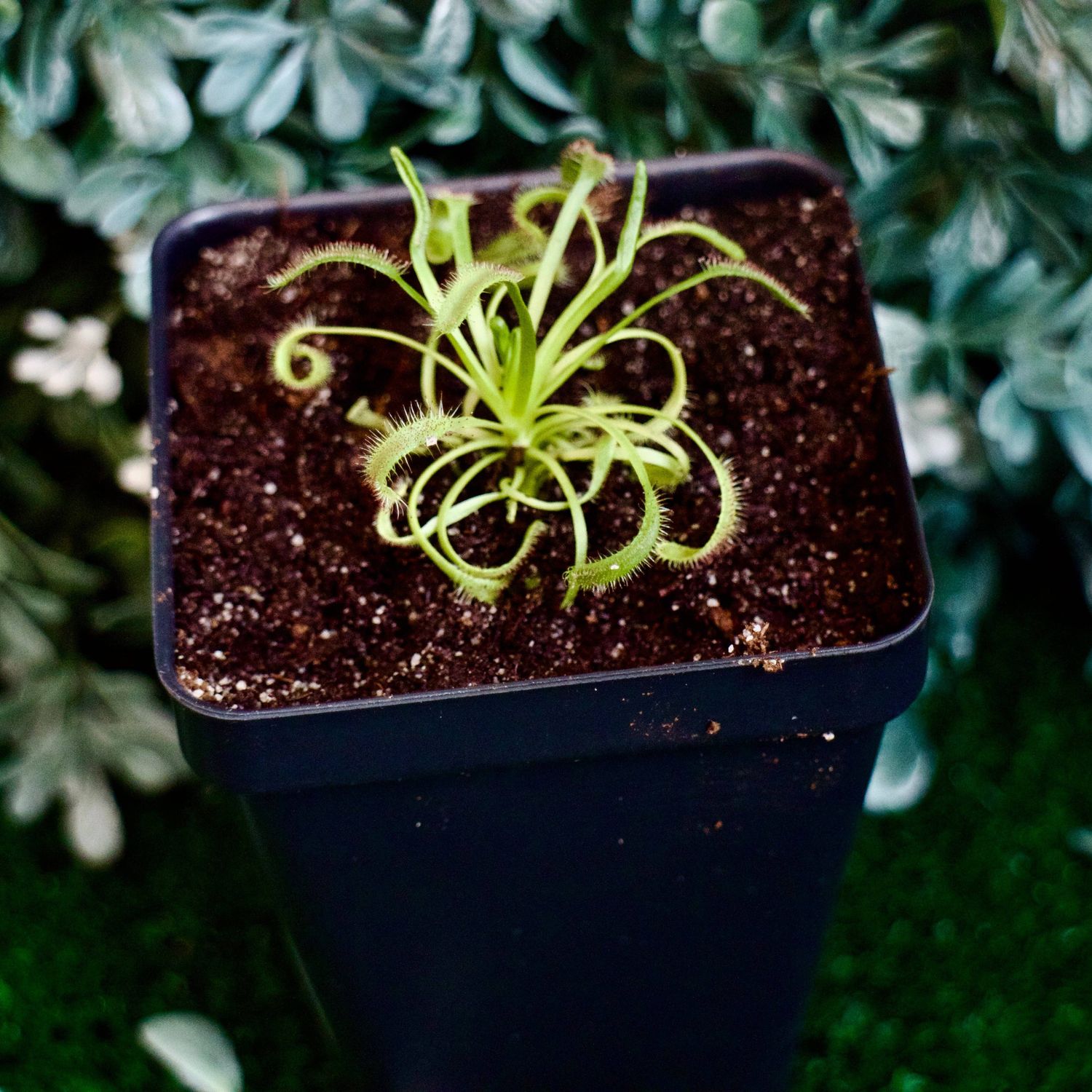 Cape Sundew in Natural Soil – Gnat-Eating Carnivorous Plant