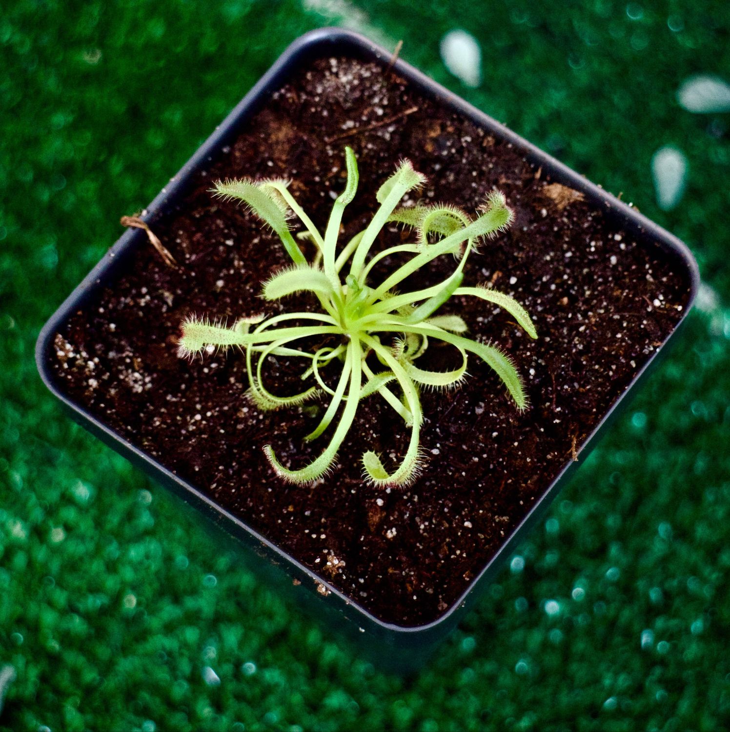 Cape Sundew in Natural Soil – Gnat-Eating Carnivorous Plant