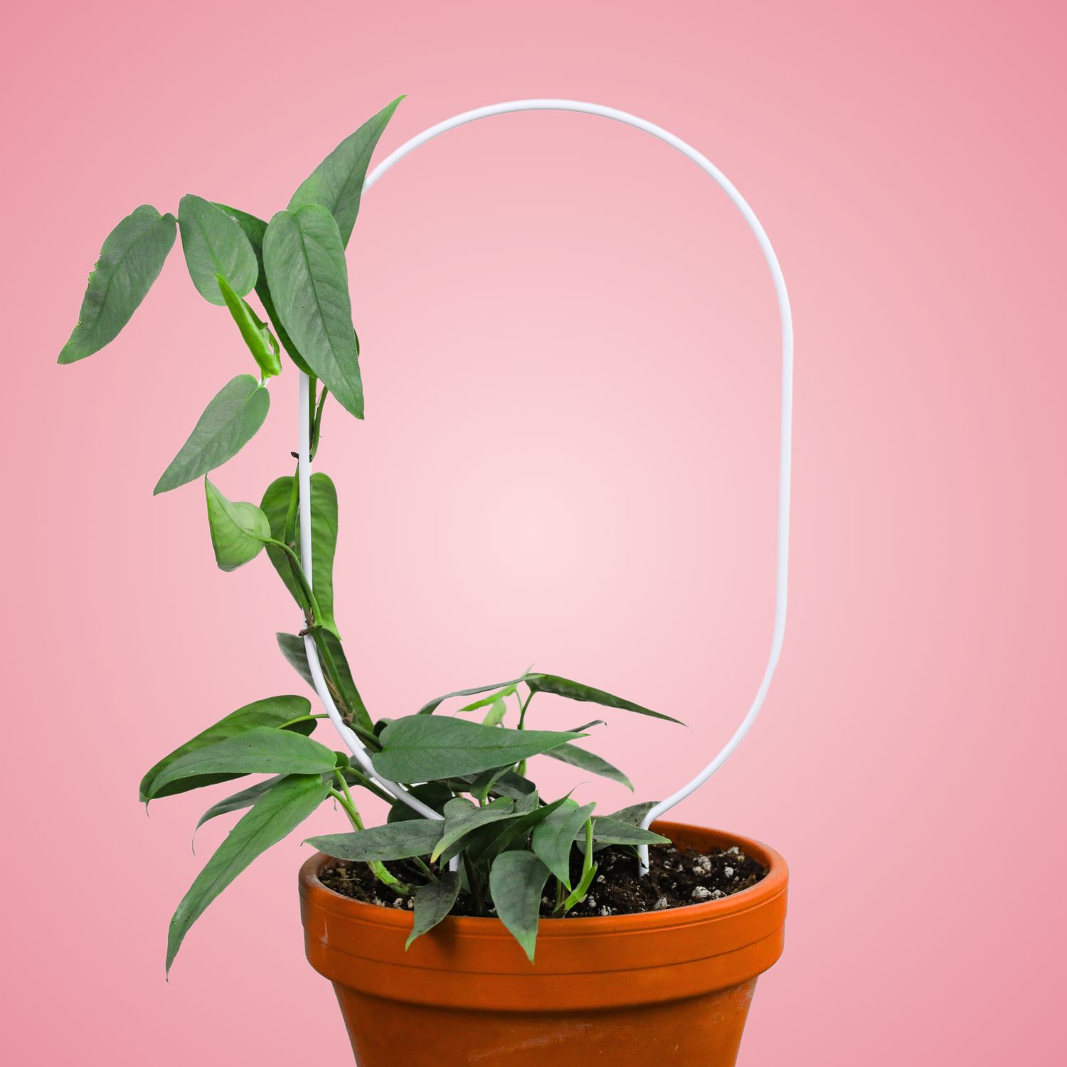 Oval Metal Plant Trellis – 17” Support for Planters Vertical: White