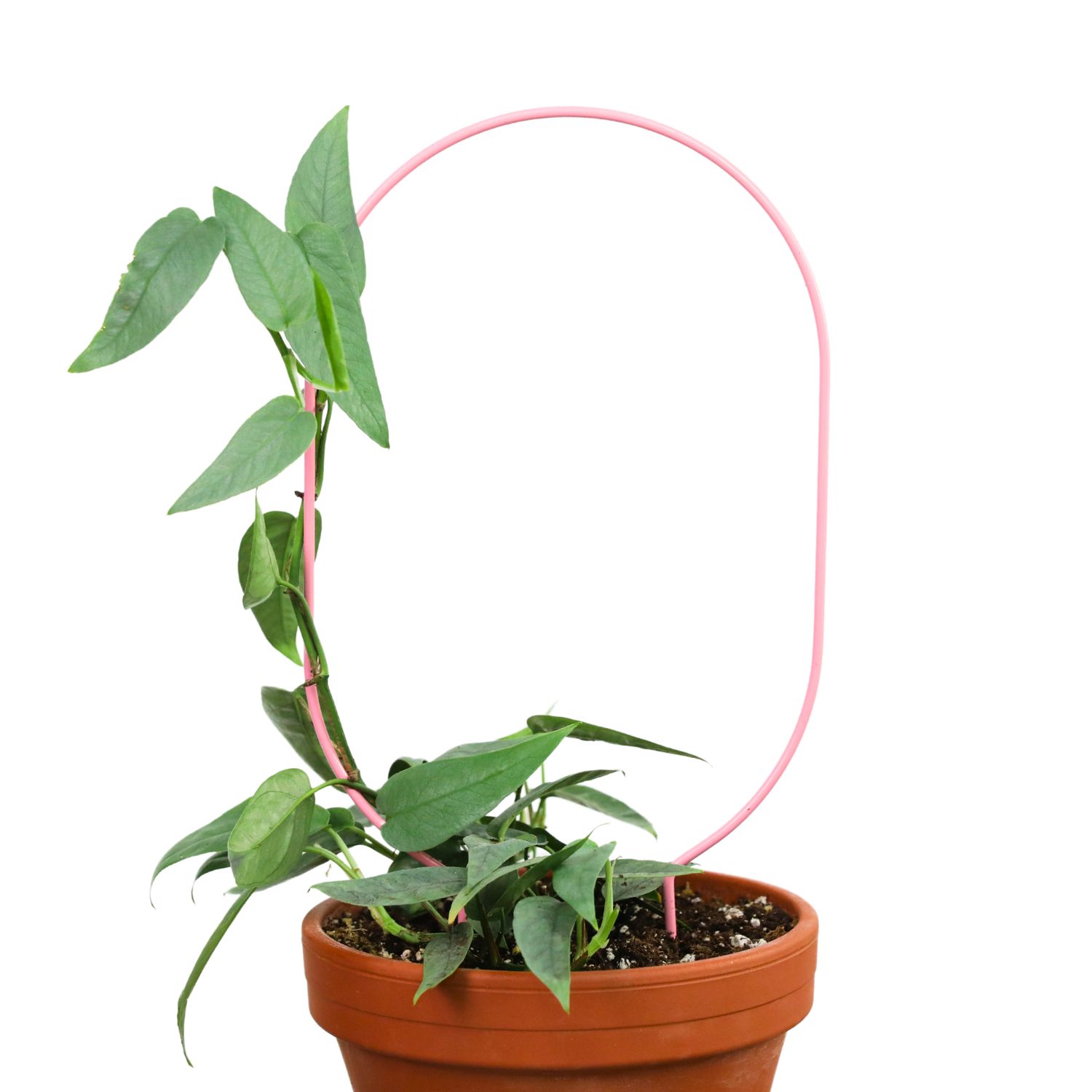 Oval Metal Plant Trellis – 17” Support for Planters Vertical: White
