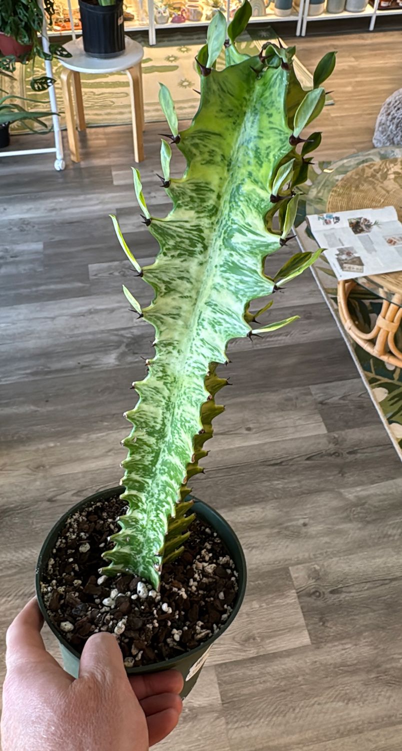 6" Euphorbia Trigona Variegated