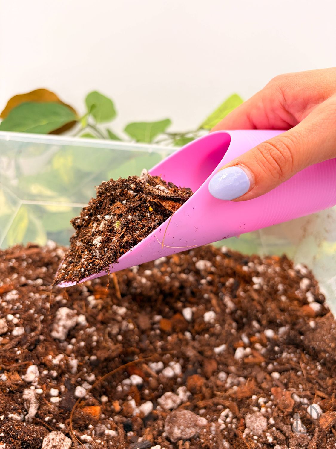 Plant Scoop: White