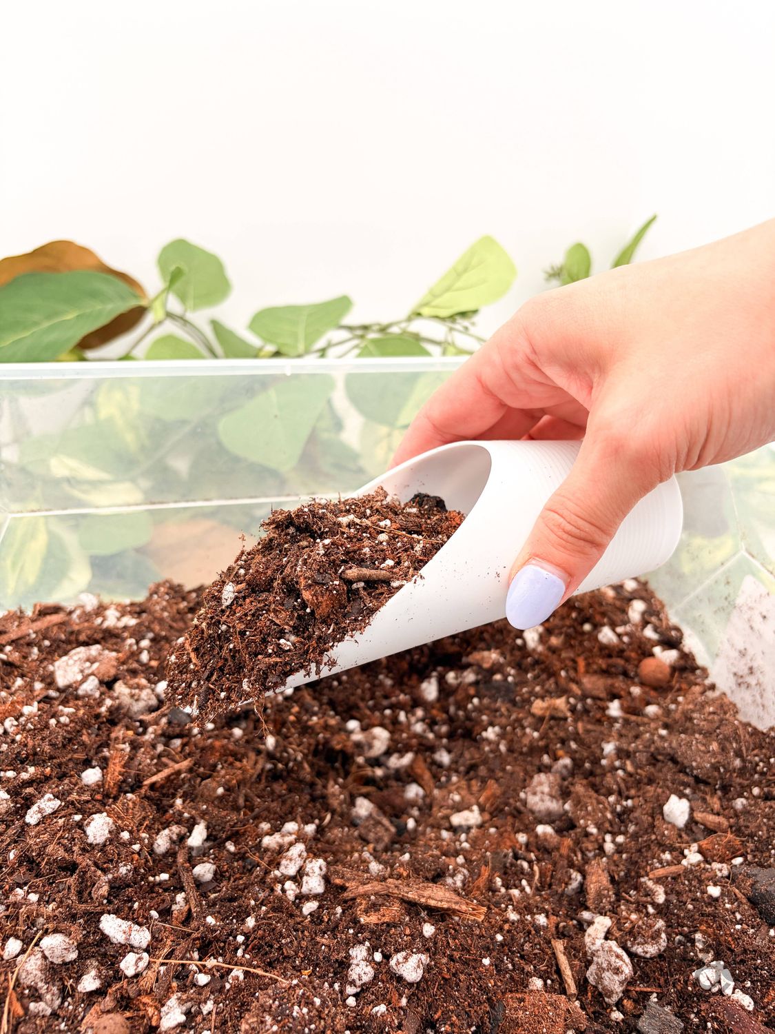 Plant Scoop: Black