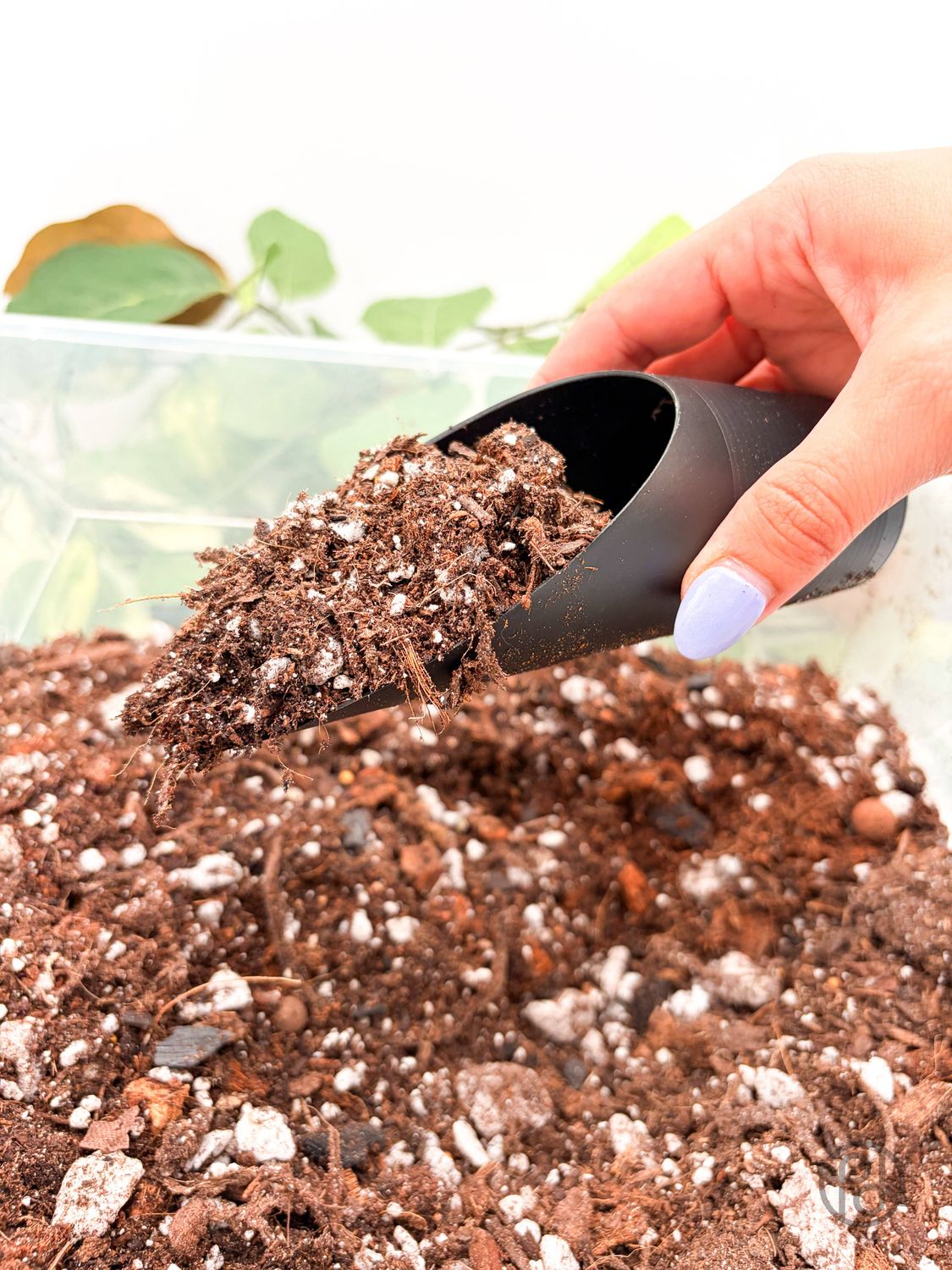 Plant Scoop: Black