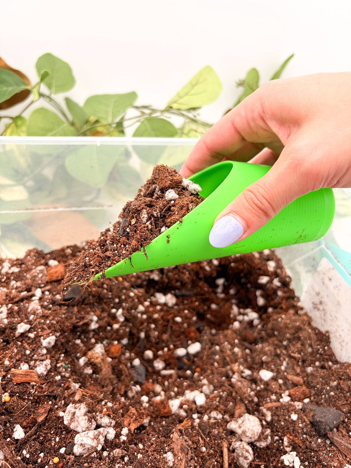 Plant Scoop: Black
