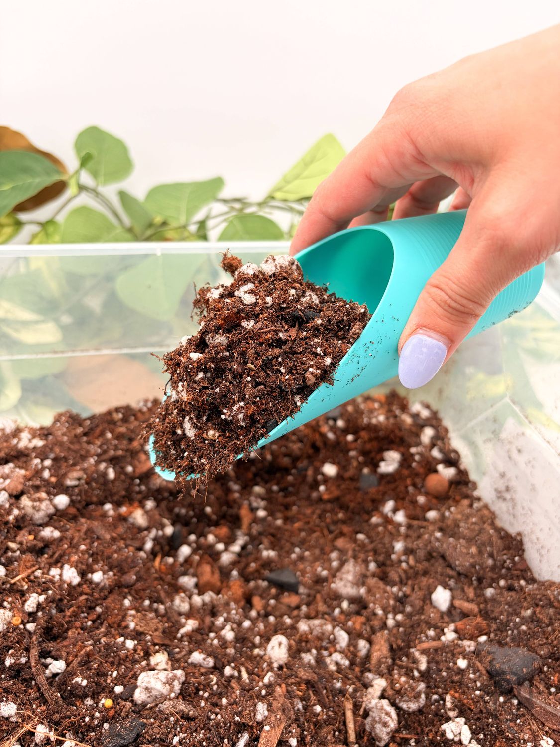 Plant Scoop: Black