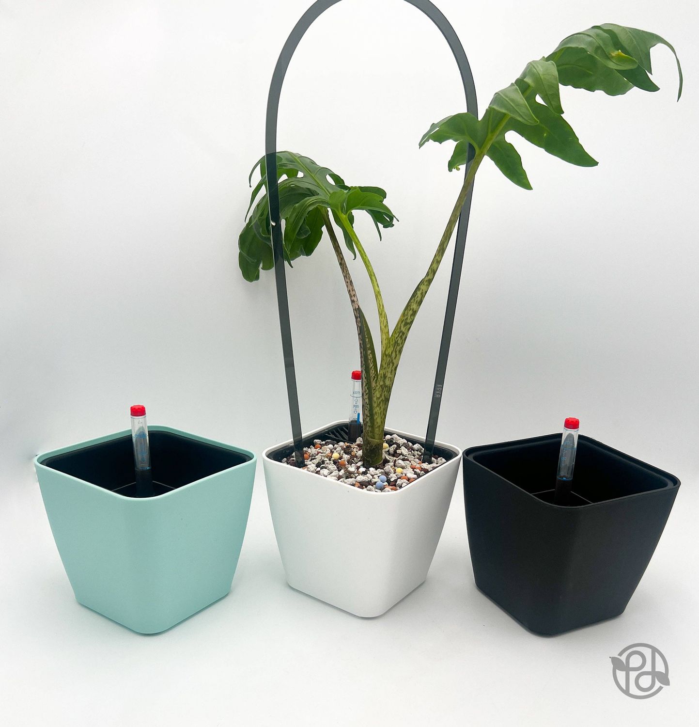 6" Self Watering Moo Pot: Black