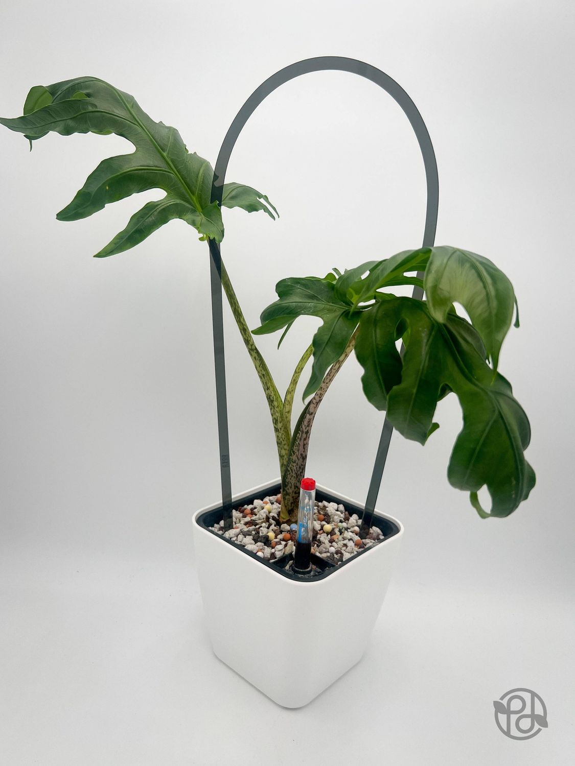 6" Self Watering Moo Pot: Black