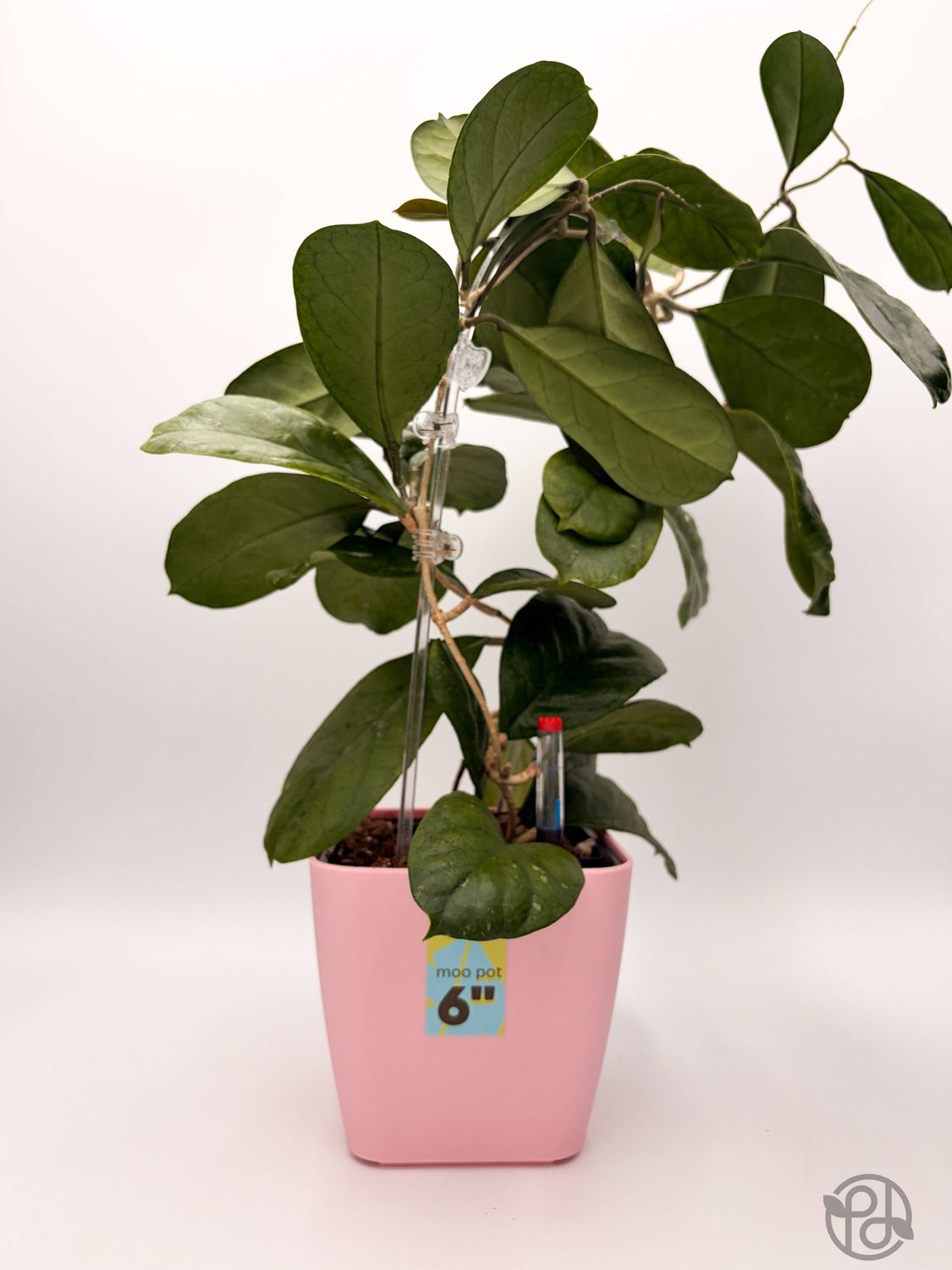 6" Self Watering Moo Pot: Black