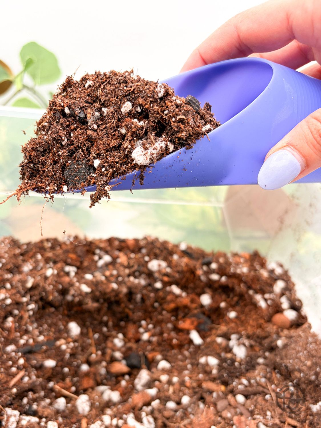 Plant Scoop: Dark Green
