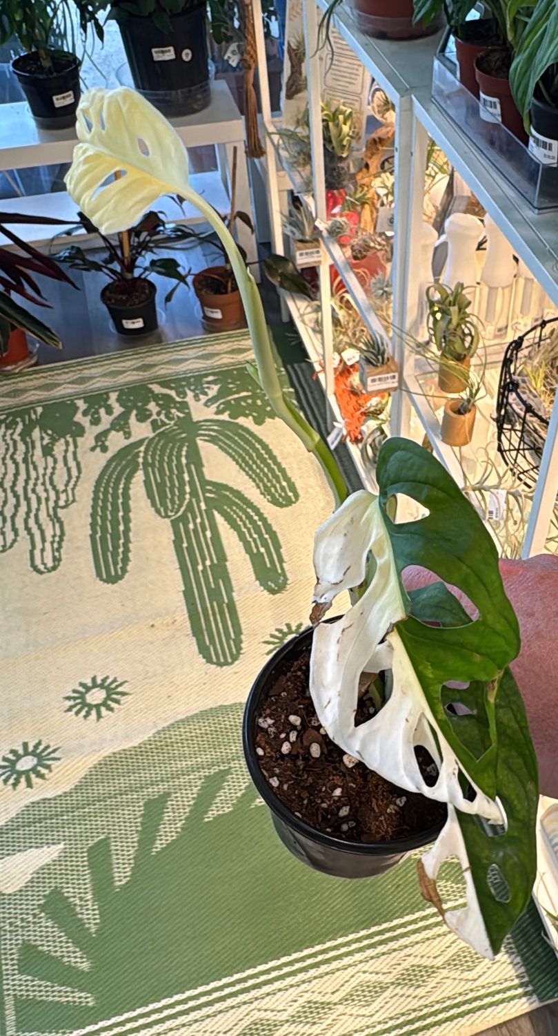 4" Monstera Adansonii Albo