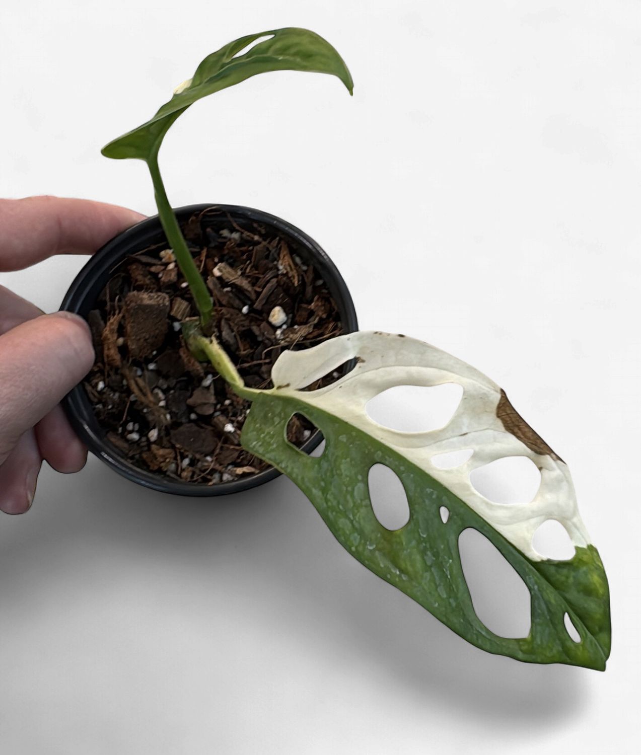 4" Monstera Adansonii Albo