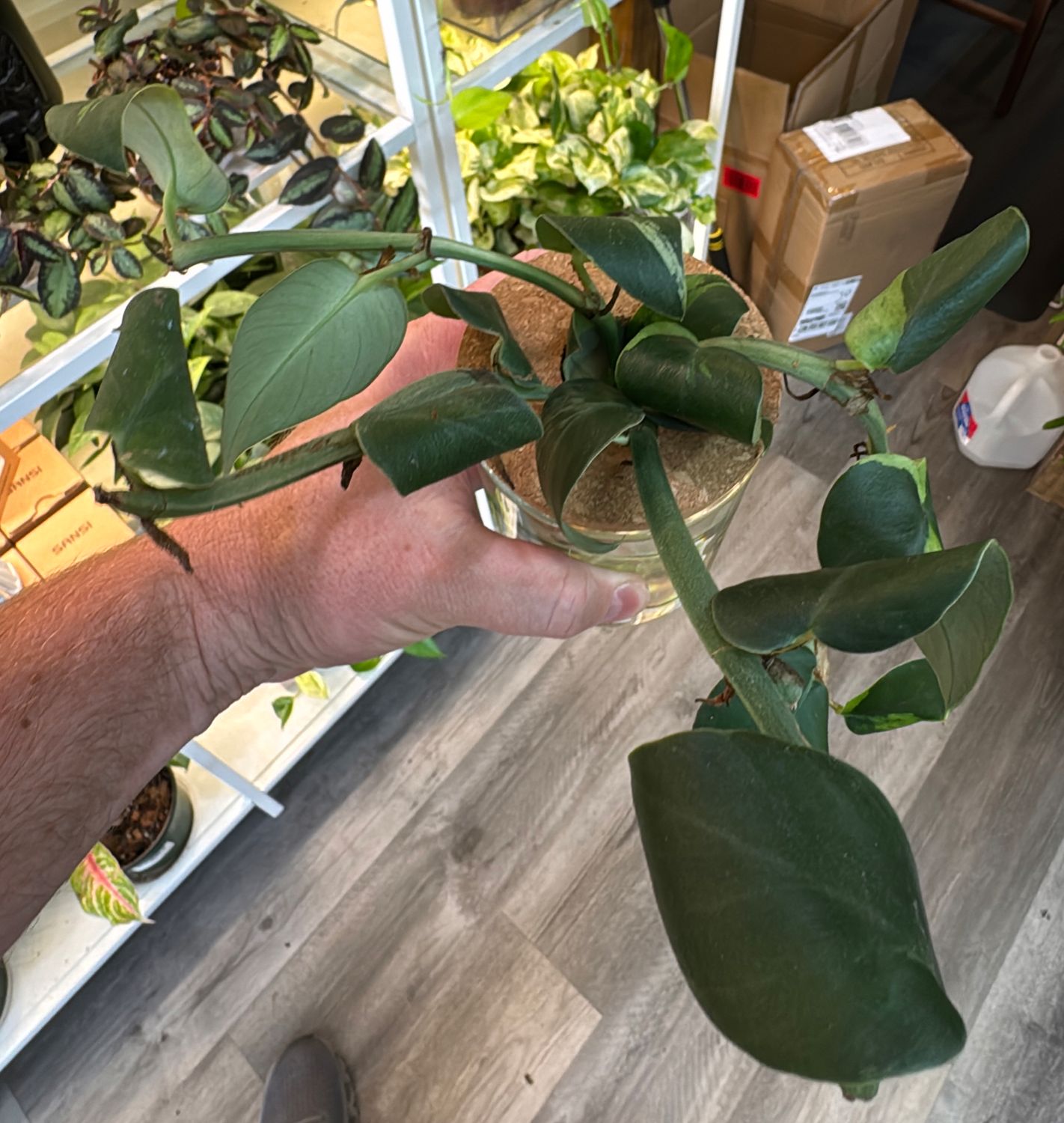 Variegated Rhaphidophora Hayi Water Propagation