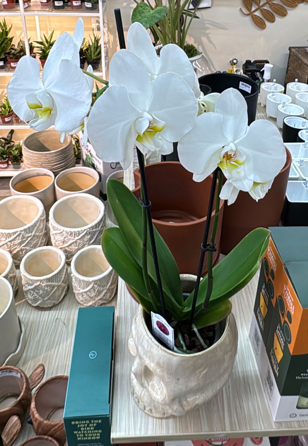 Phalaenopsis Orchid