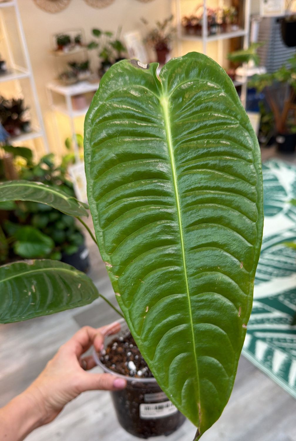 6" Anthurium Veitchii Super Narrow