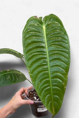 6" Anthurium Veitchii Super Narrow