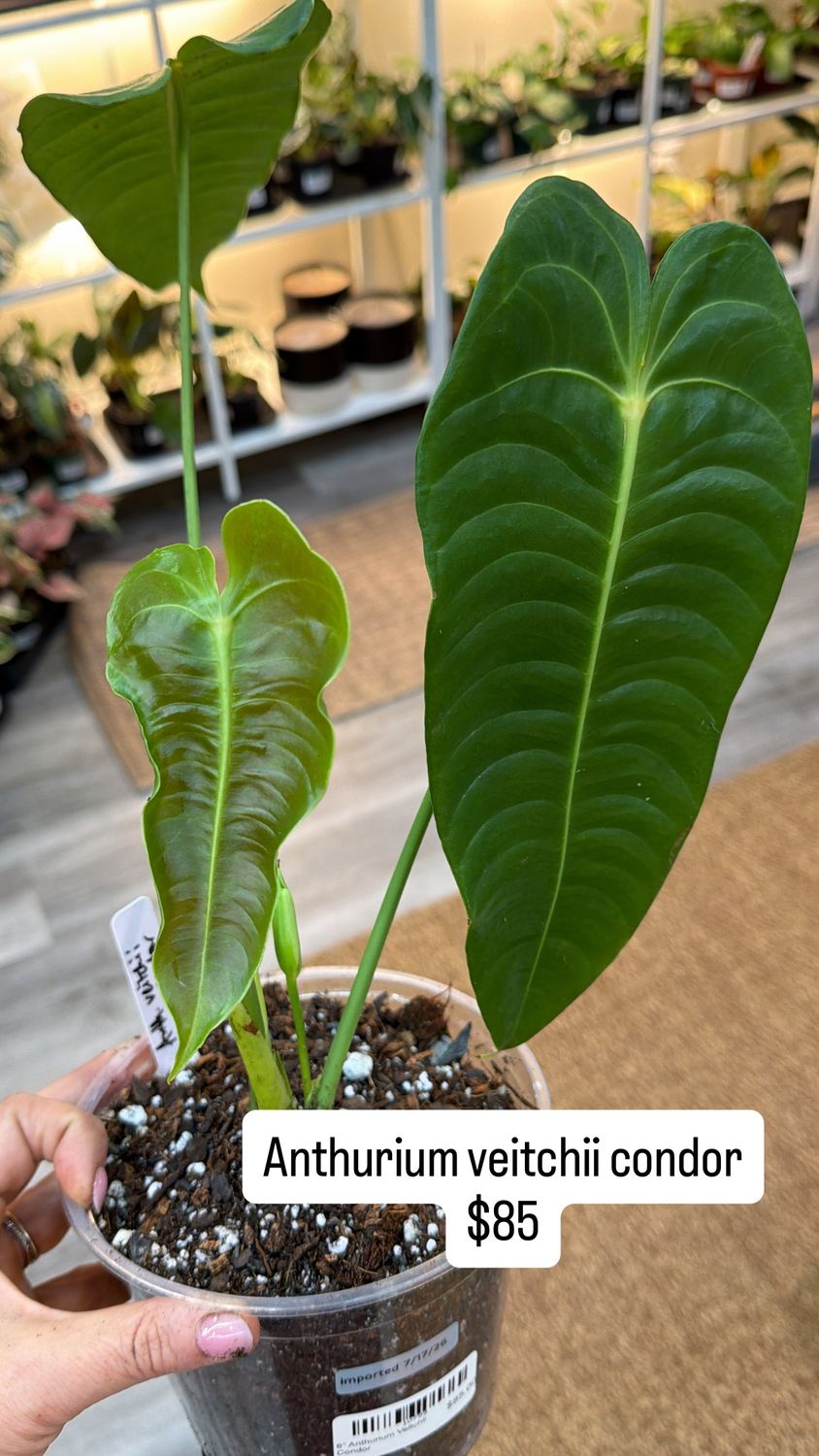 6" Anthurium Veitchii Condor