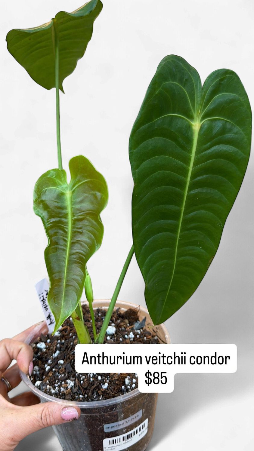 6" Anthurium Veitchii Condor