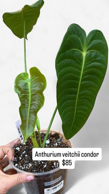6" Anthurium Veitchii Condor