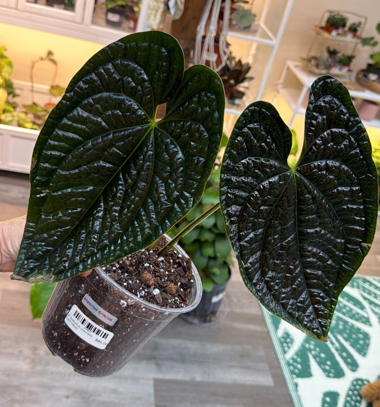 6" Anthurium Luxurians Dark Velvet