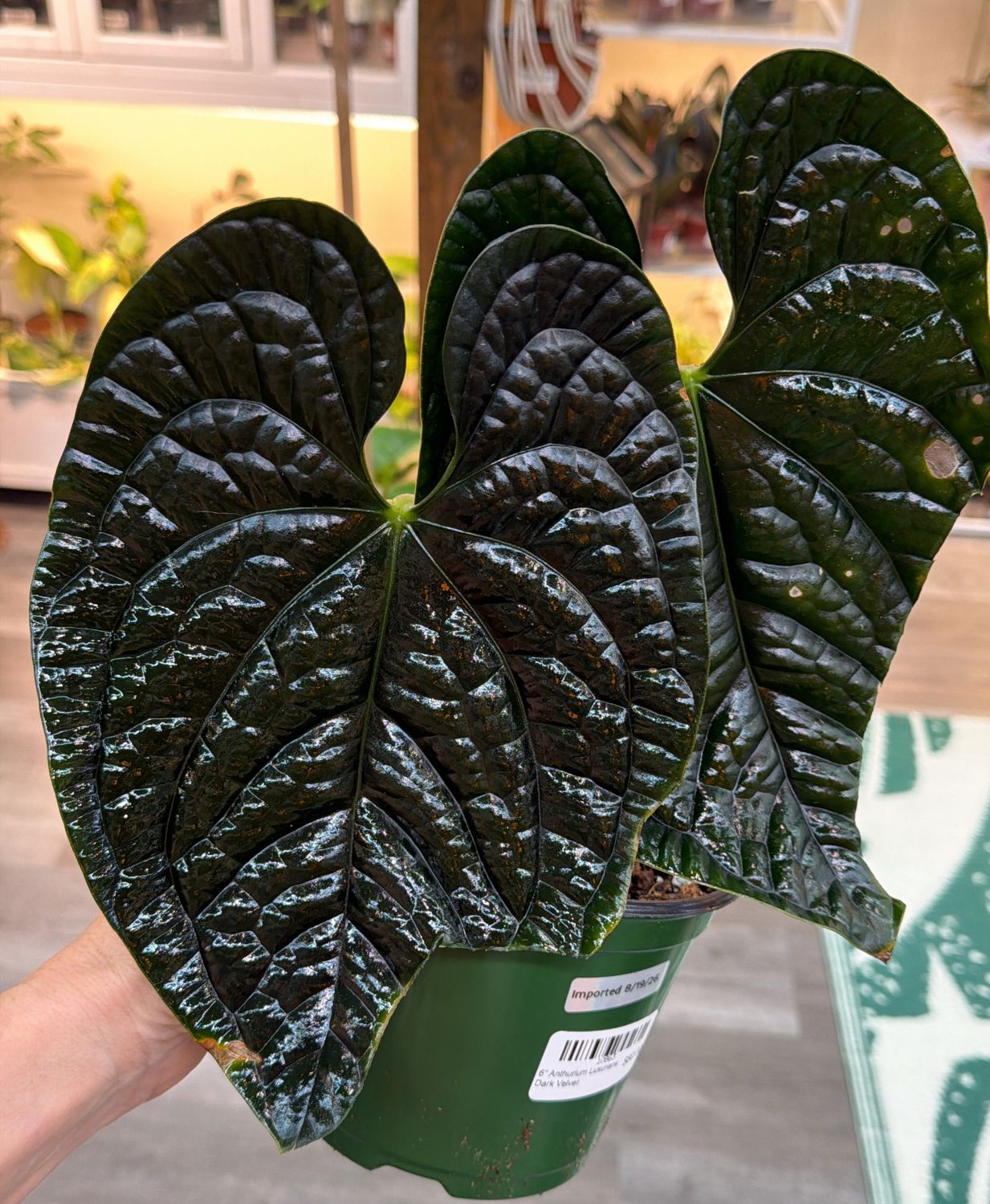 6" Anthurium Luxurians Dark Velvet