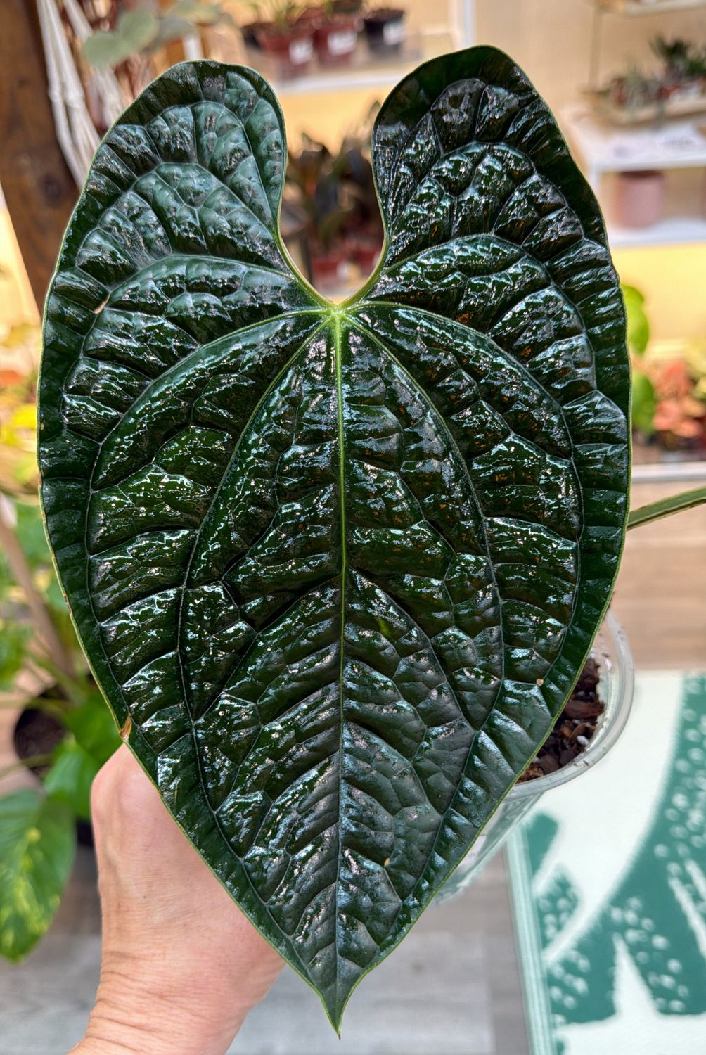 6" Anthurium Luxurians Dark Velvet