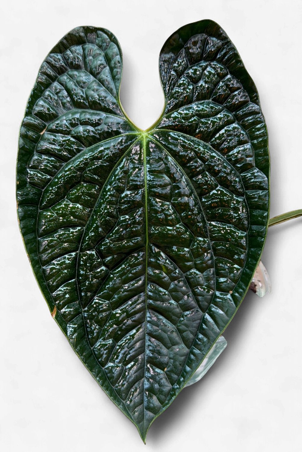 6" Anthurium Luxurians Dark Velvet