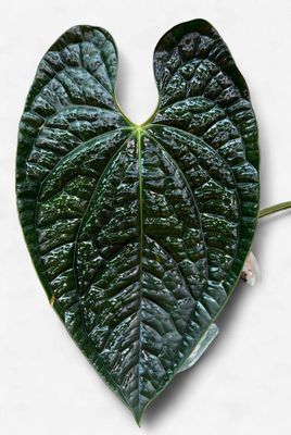 6" Anthurium Luxurians Dark Velvet