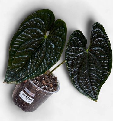 6" Anthurium Luxurians Dark Velvet