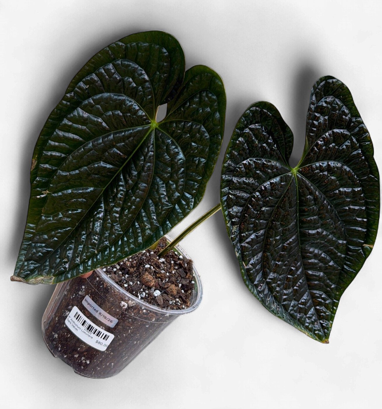6" Anthurium Luxurians Dark Velvet