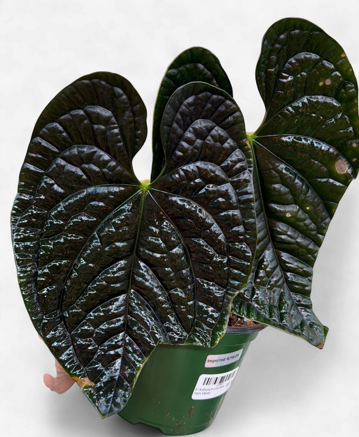 6" Anthurium Luxurians Dark Velvet