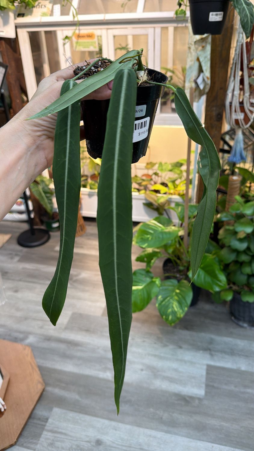 4" Anthurium Pallidiflorum Narrow Velvet