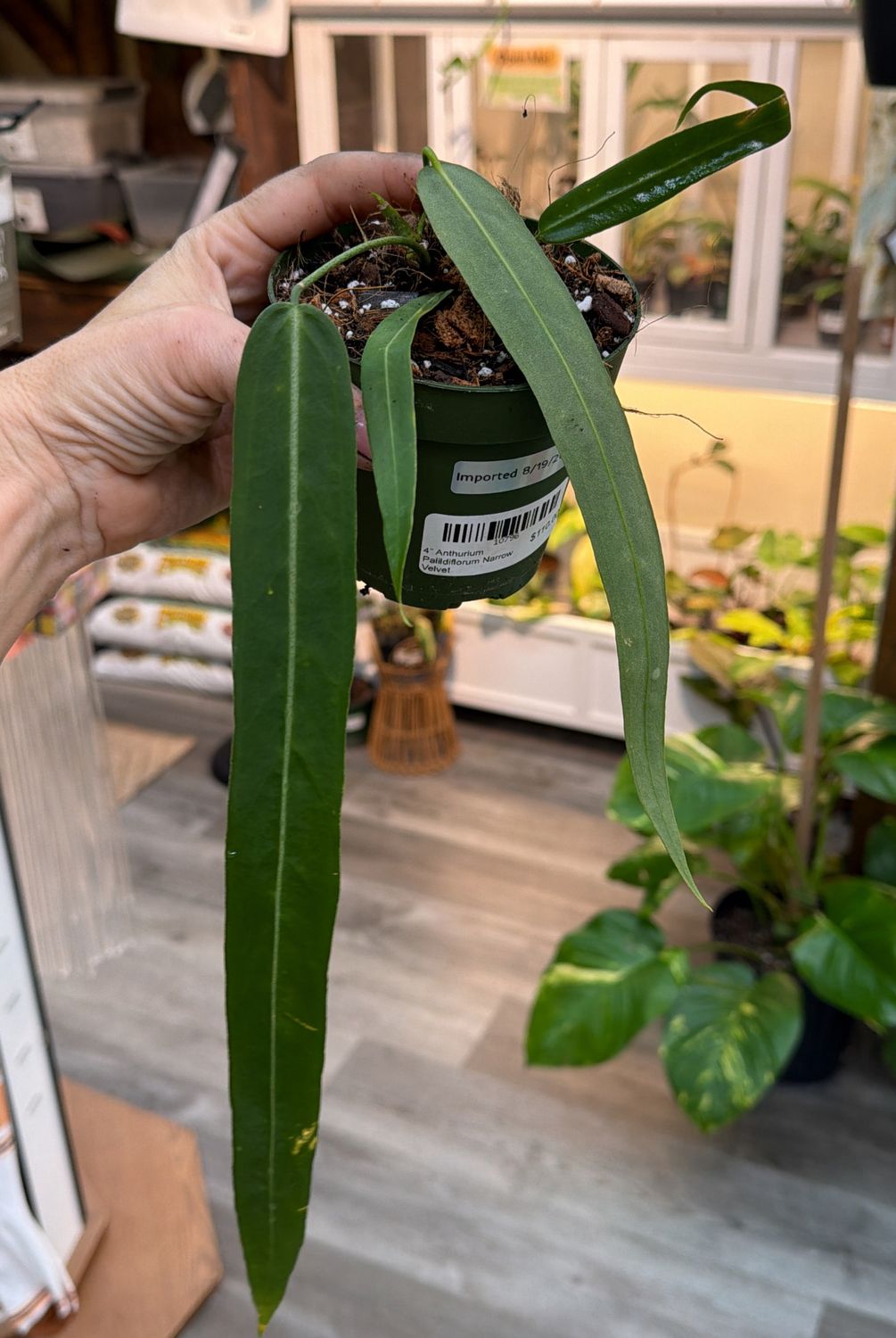 4" Anthurium Pallidiflorum Narrow Velvet