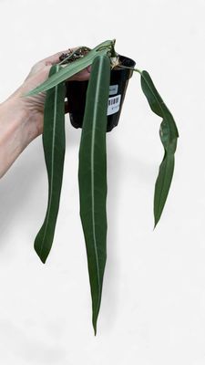 4" Anthurium Pallidiflorum Narrow Velvet