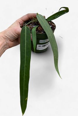 4" Anthurium Pallidiflorum Narrow Velvet