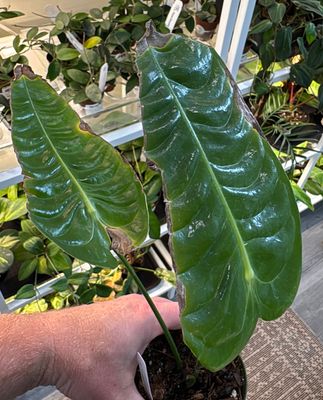 4" Anthurium Veitchii Super Narrow