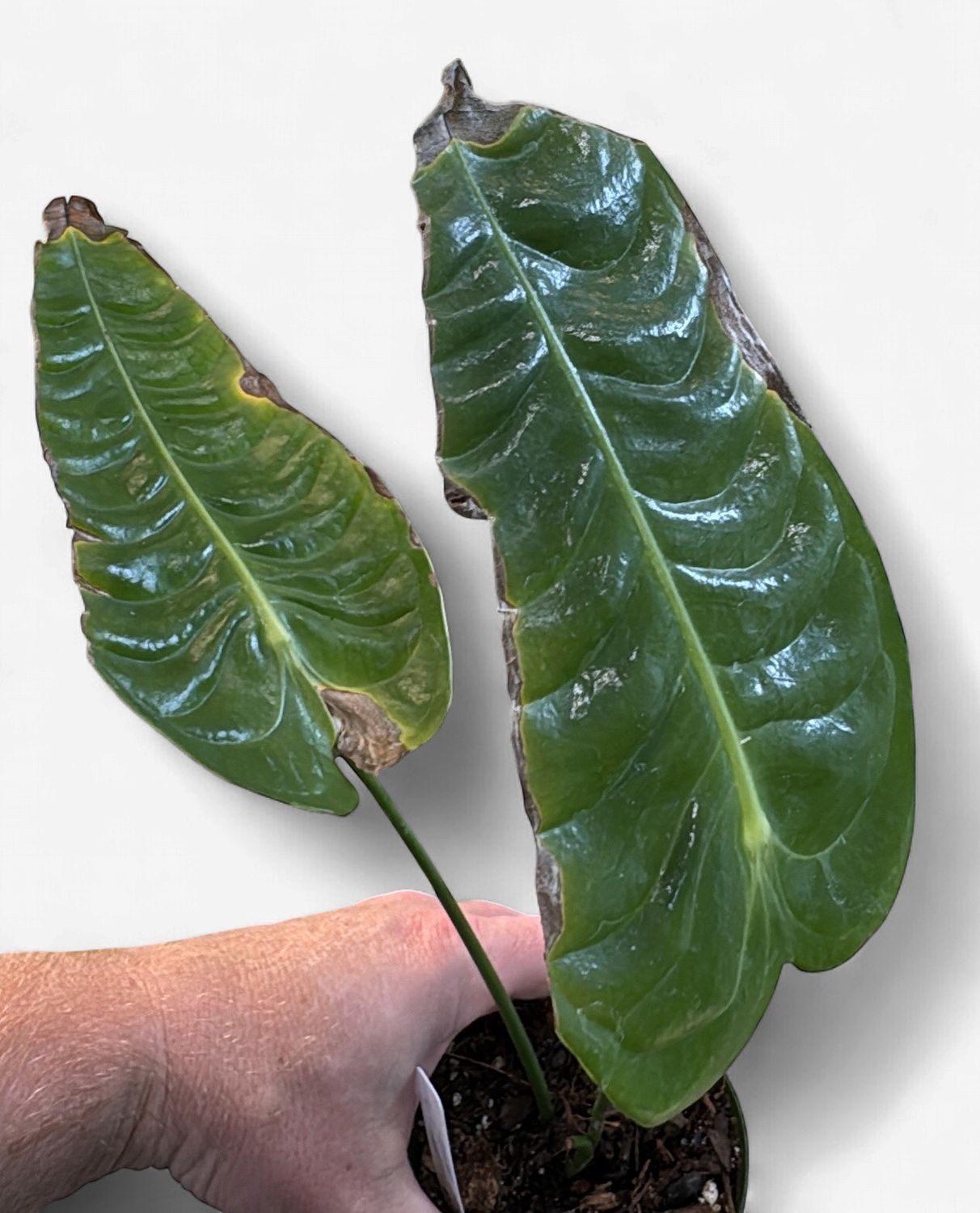 4" Anthurium Veitchii Super Narrow