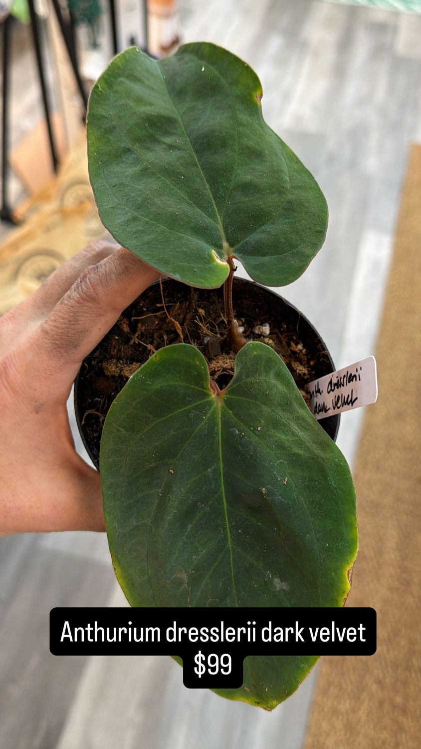 4" Anthurium Dresslerii Dark Velvet