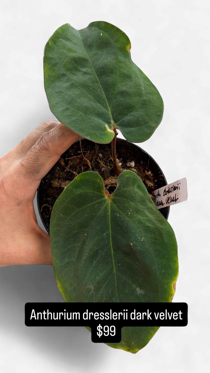 4" Anthurium Dresslerii Dark Velvet