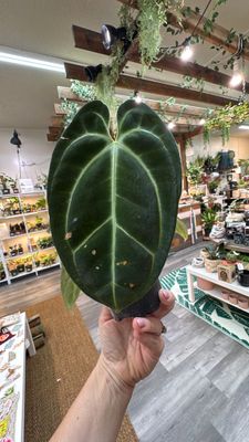 4" Anthurium Besseae aff dark