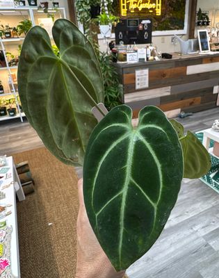 4" Anthurium Besseae aff dark