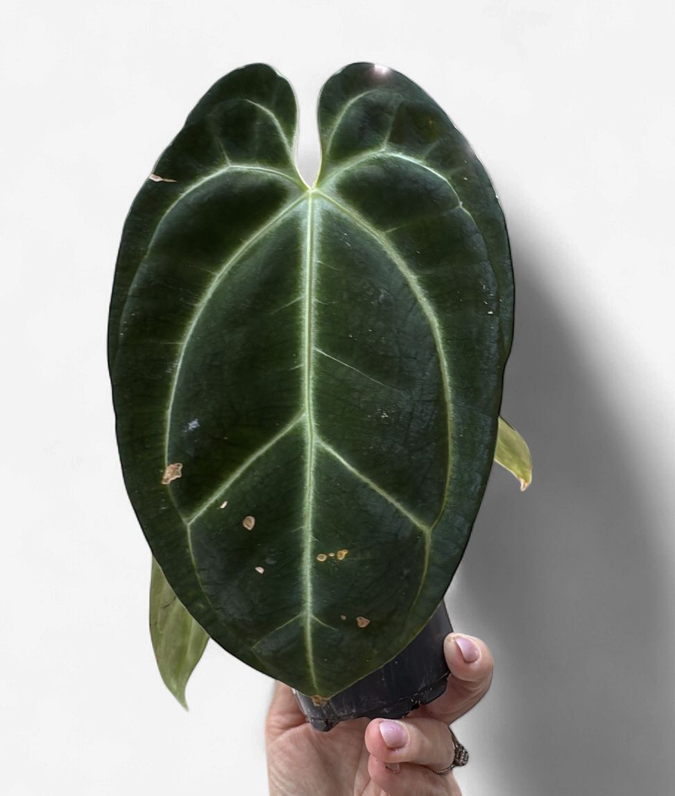4" Anthurium Besseae aff dark