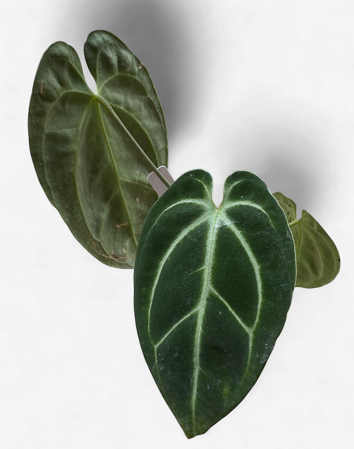 4" Anthurium Besseae aff dark