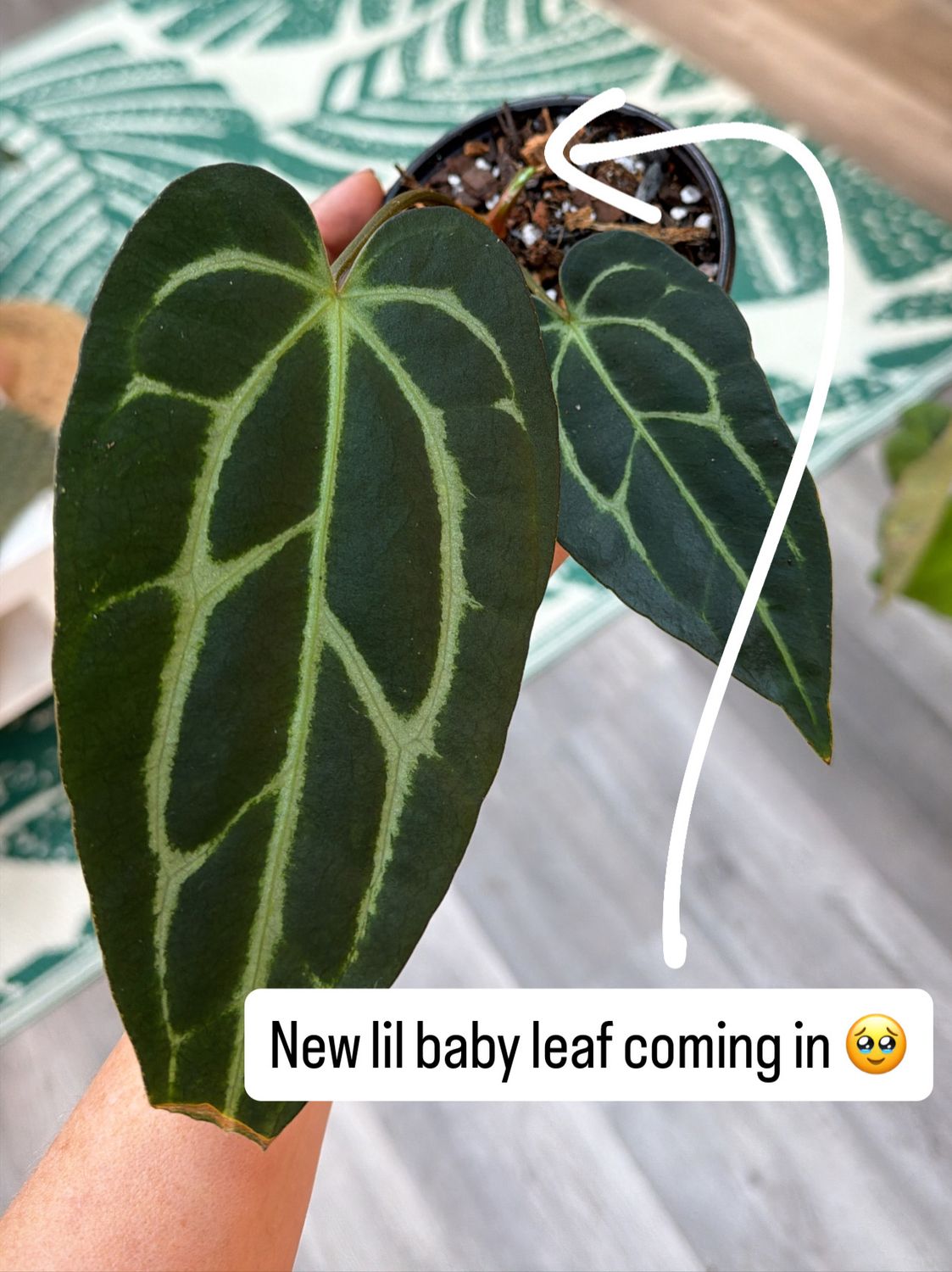 4" Anthurium Carlablackiae Spider Black