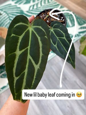 4" Anthurium Carlablackiae Spider Black